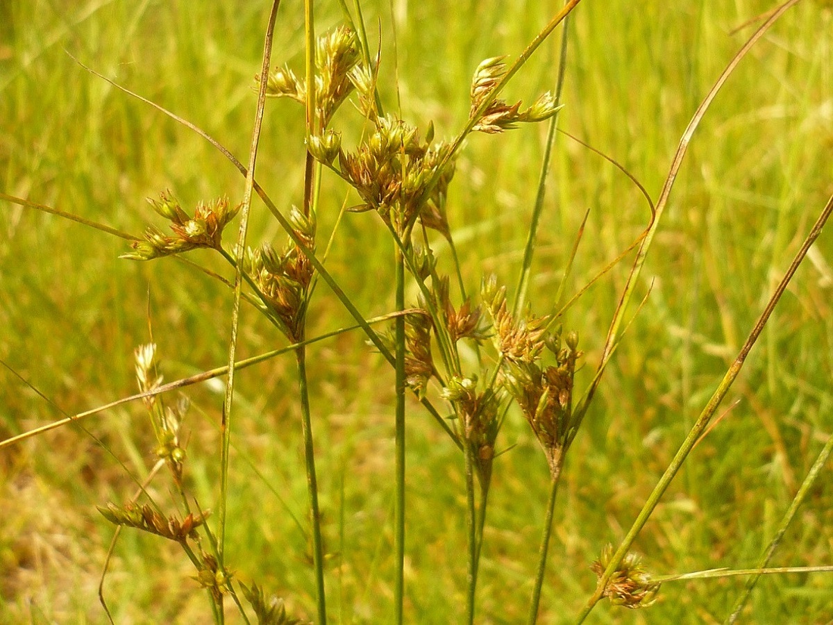 Juncus tenuis subsp. tenuis (Juncaceae)